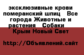 эксклюзивные крови-померанский шпиц - Все города Животные и растения » Собаки   . Крым,Новый Свет